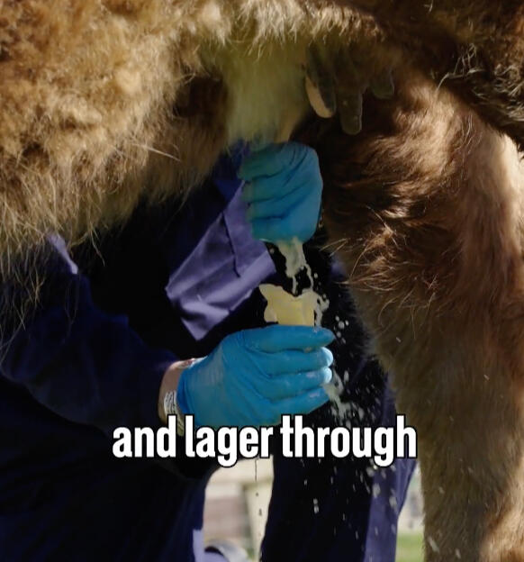 Milking a beer cow
